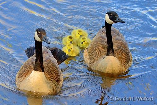 Family Outing_48603.jpg - Canada Geese (Branta canadensis) & GoslingsPhotographed in Ottawa, Ontario - the Capital of Canada.